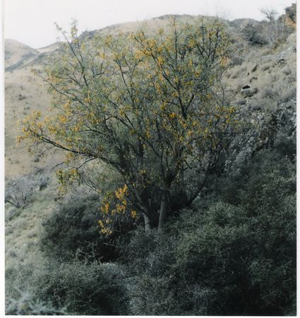 South Island Kowhai